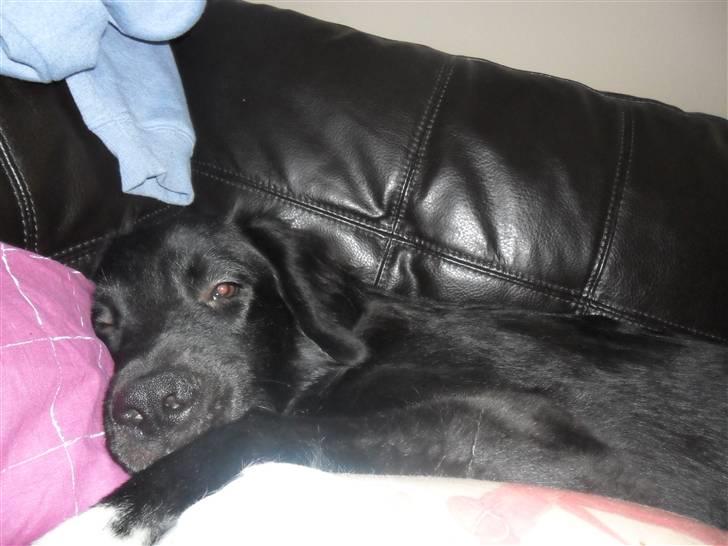 Blanding af racer Marley billede 8