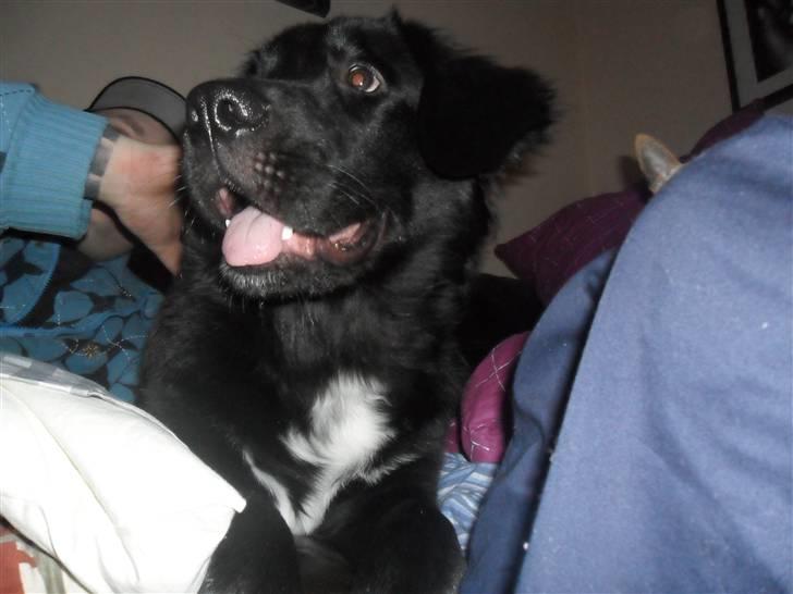 Blanding af racer Marley billede 9