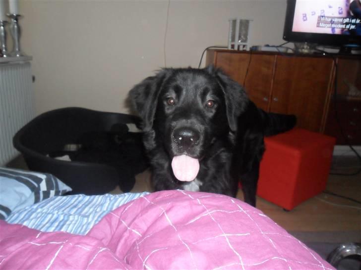 Blanding af racer Marley billede 10