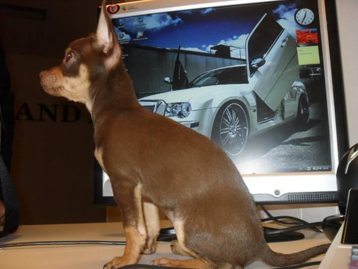 Chihuahua Malou - sidder så pænt i onkel´s firma ;) billede 6