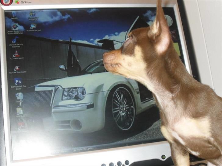 Chihuahua Malou - smukke loulou pige <3 billede 7