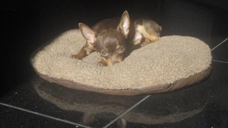 Chihuahua Malou - ZzzZZzZz ...  billede 8