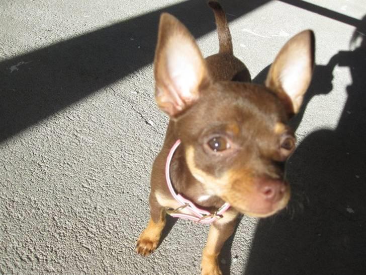 Chihuahua Malou - Lur mig lige et øjeblik ;) billede 9