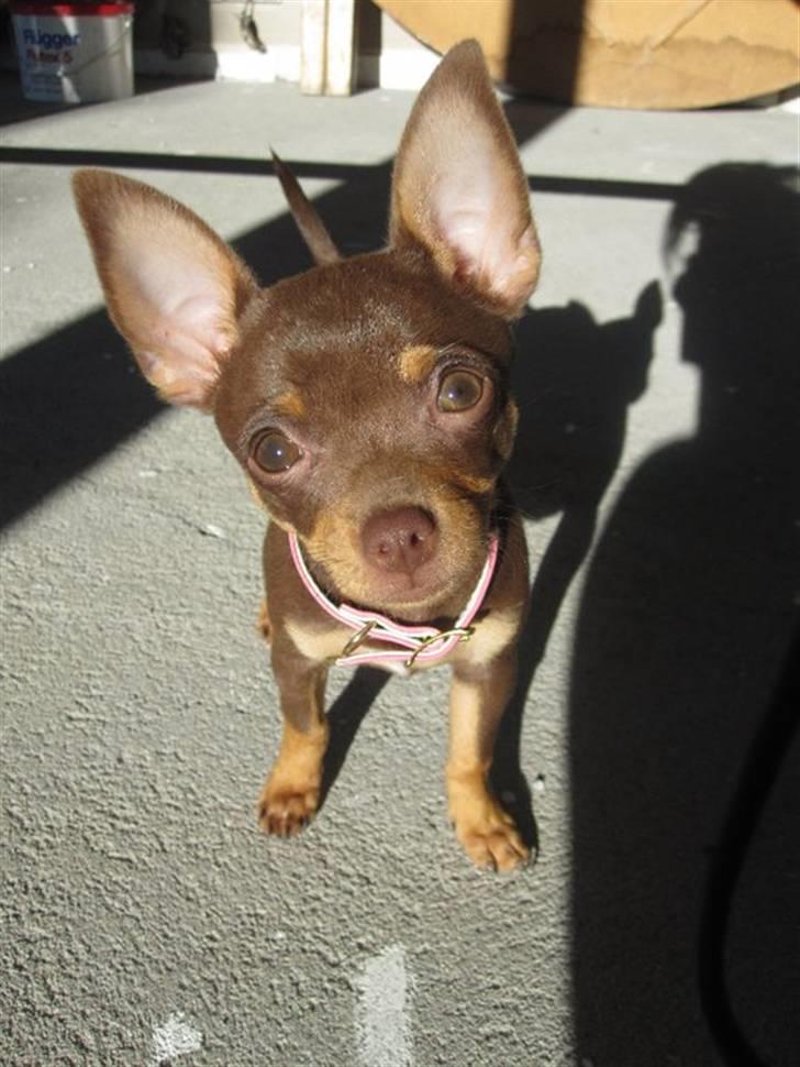 Chihuahua Malou - Nogen der sagde store øre ? ( : - Det har jeg hvertfald :) billede 10