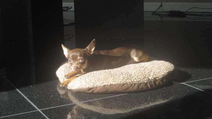 Chihuahua Malou - Jeg ligger dejligt hjemme hos min ´´mormor´´ og nyder solen skinner mmmmh (: billede 11