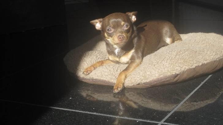 Chihuahua Malou - Er jeg ikke dejlig? (: billede 12