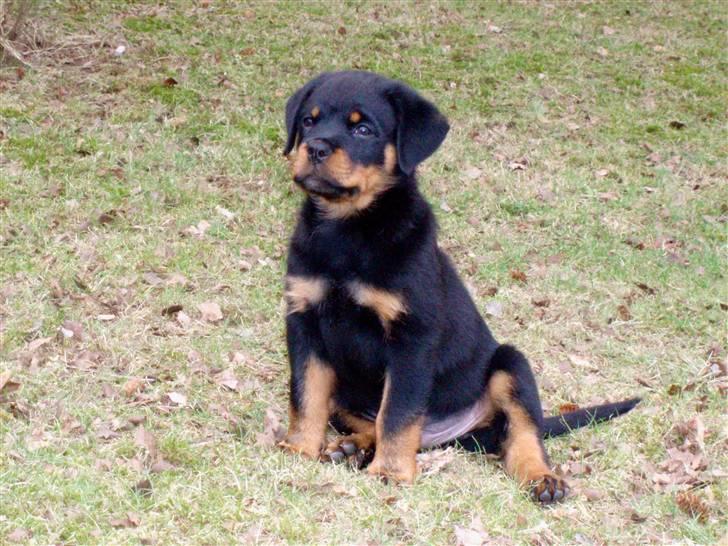Rottweiler VomHauseDestenyCasanova - Max .... kongen i haven derhjemme.  billede 1