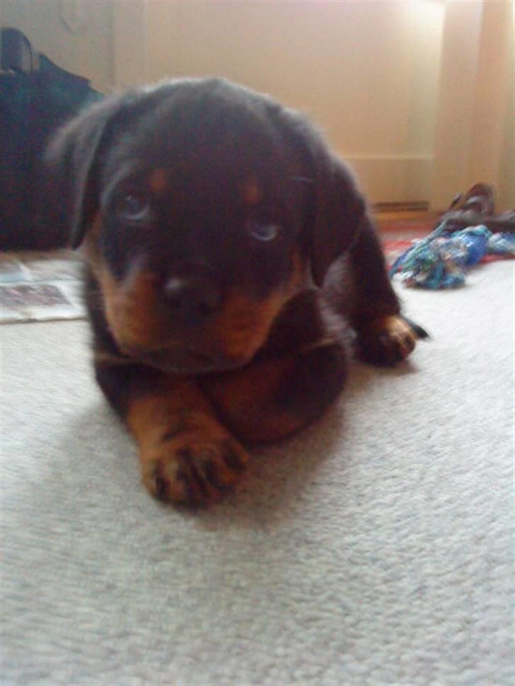 Rottweiler VomHauseDestenyCasanova - jeg er altså kær billede 2