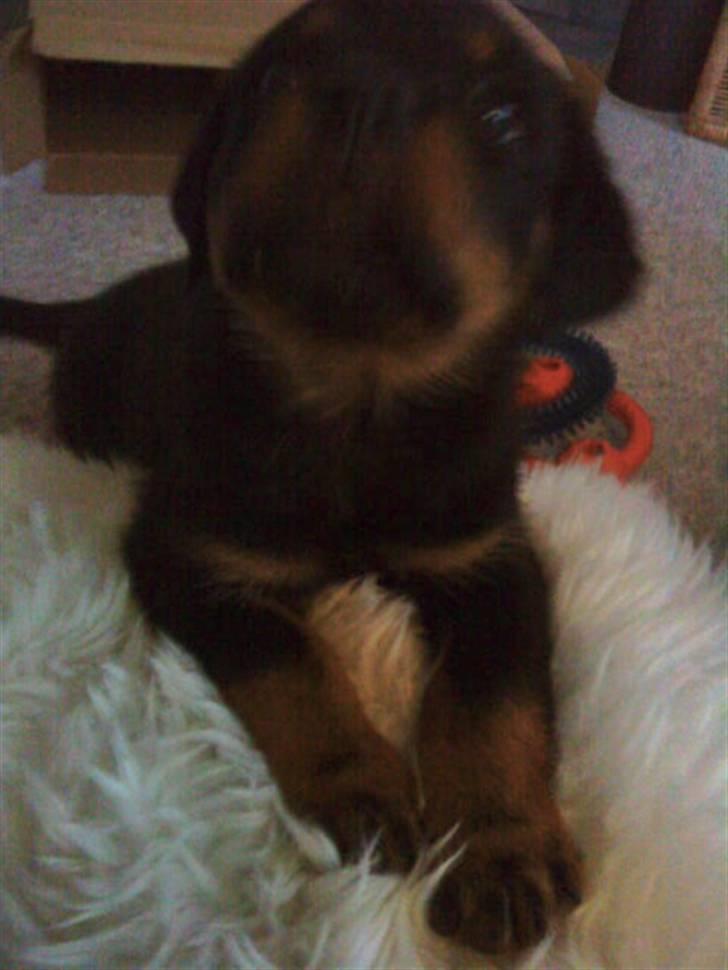 Rottweiler VomHauseDestenyCasanova - kigger efter mor billede 3