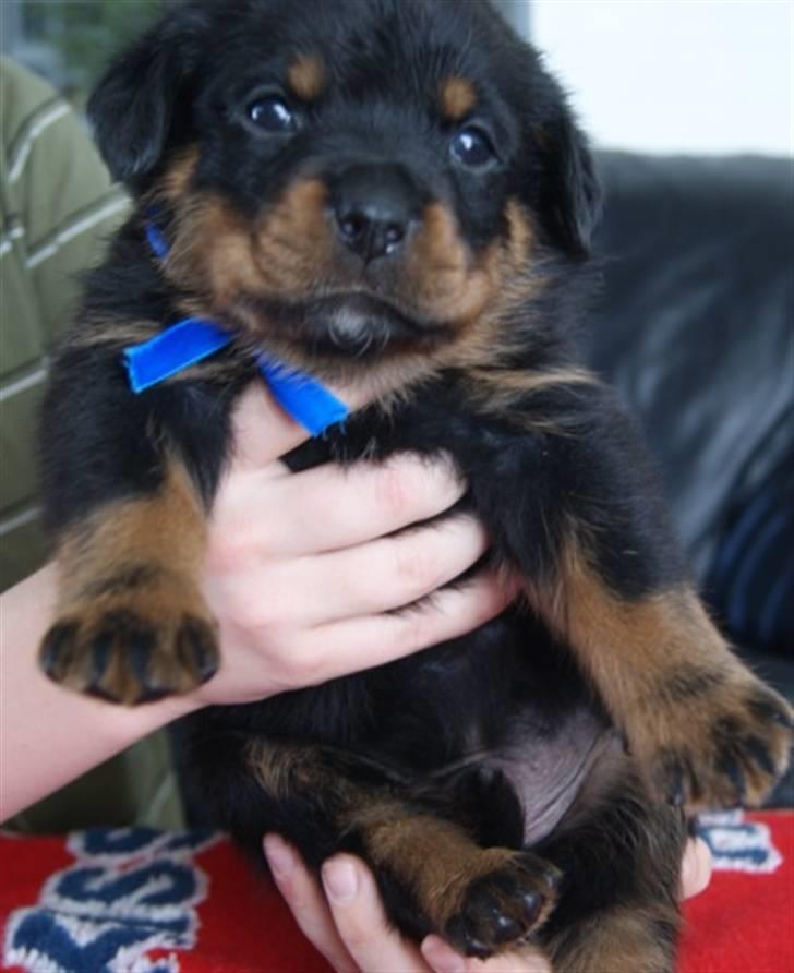 Rottweiler VomHauseDestenyCasanova - Max med blå lille snor billede 4