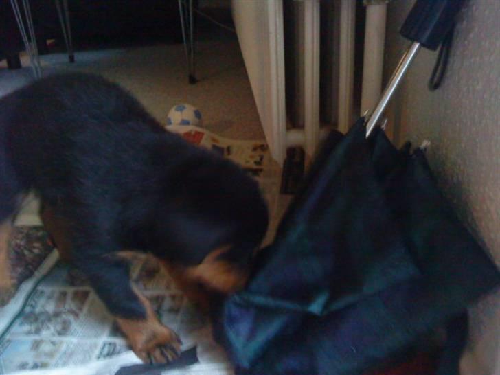 Rottweiler VomHauseDestenyCasanova - Den her paraply skal jeg lige undersøge billede 5