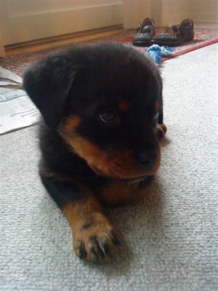 Rottweiler VomHauseDestenyCasanova - et hvil midt i en eller hektisk leg billede 6