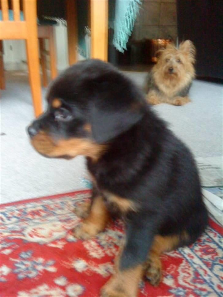 Rottweiler VomHauseDestenyCasanova - med "storebror" i baggrunden billede 7