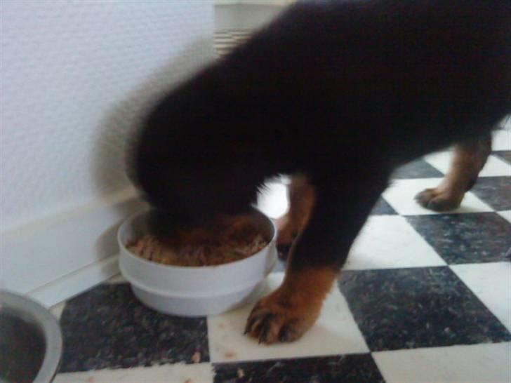 Rottweiler VomHauseDestenyCasanova - så er der mad.. mums billede 8