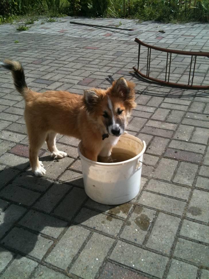 Islandsk fårehund Raija - Dejligt at få kølet fusserne i det dejlige våde vand.. hehe.  billede 6