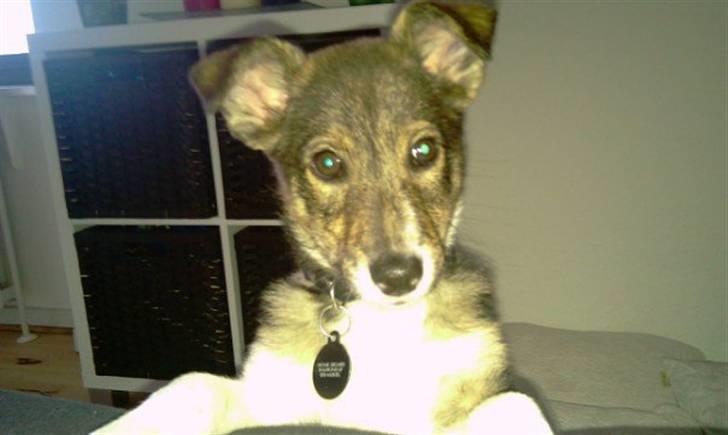 Blanding af racer Ballou billede 6