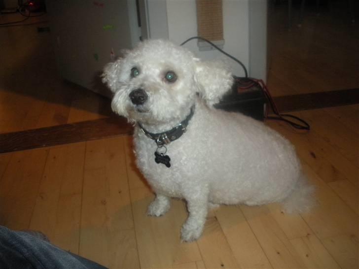 Bichon à poil frisé Teddy - 10.03.11 billede 19