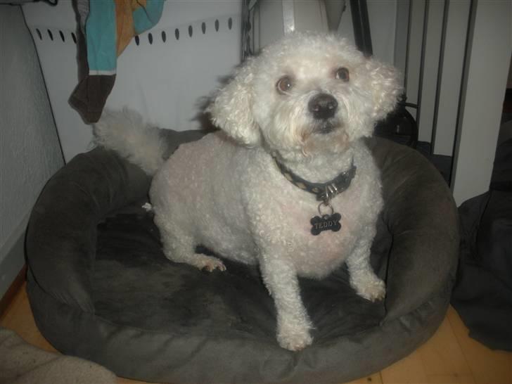 Bichon à poil frisé Teddy - 10.03.11 billede 20