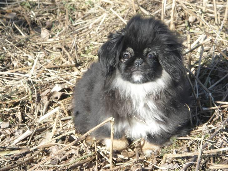 Pekingeser Holly billede 1