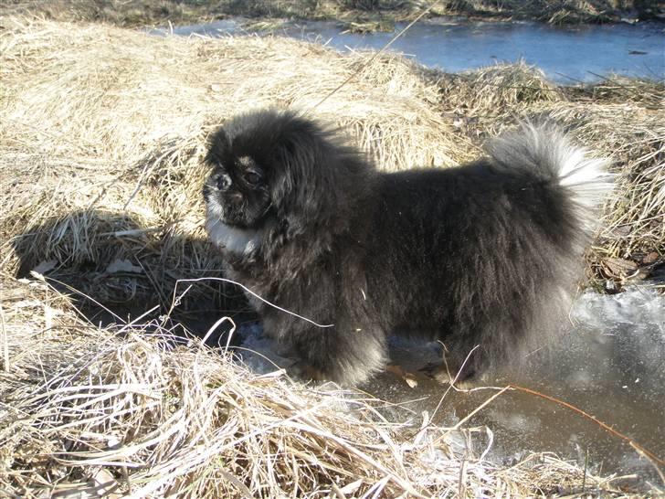 Pekingeser Holly billede 2