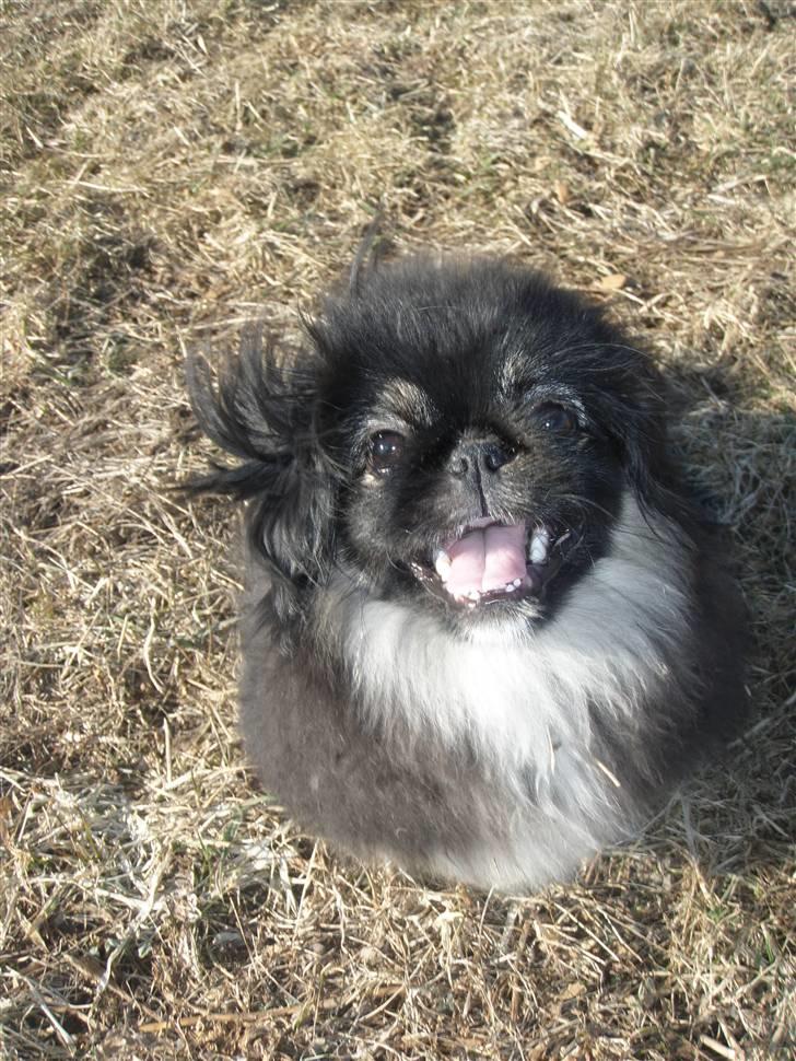 Pekingeser Holly billede 3