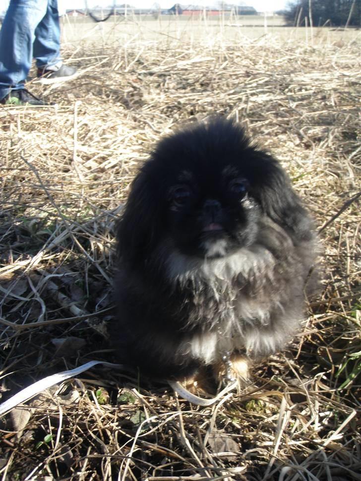 Pekingeser Holly billede 4