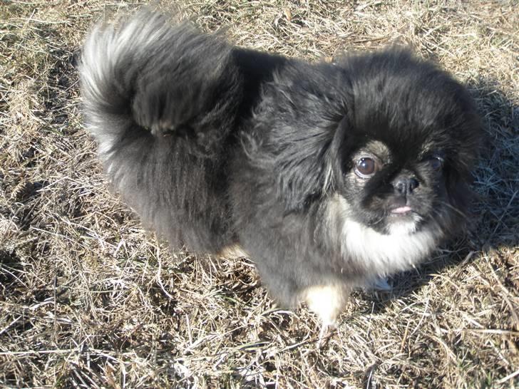 Pekingeser Holly billede 5