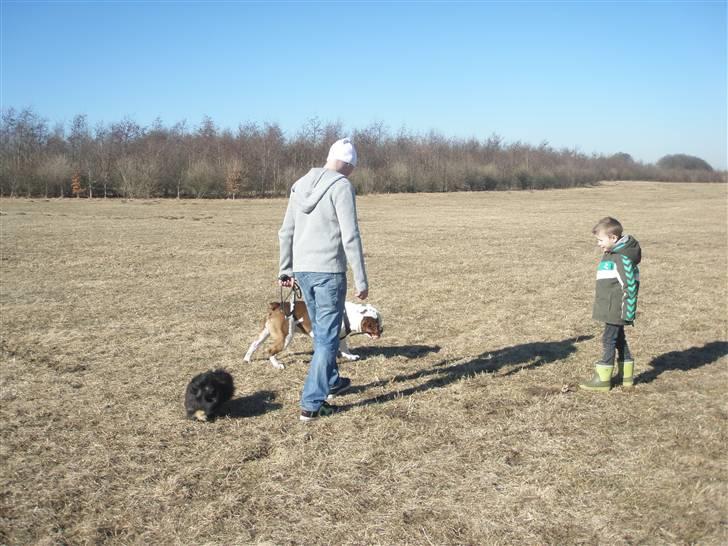 Pekingeser Holly billede 6