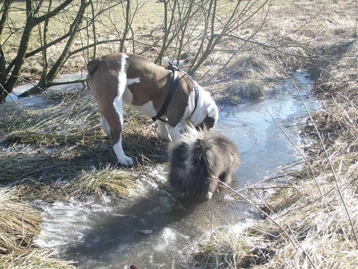 Pekingeser Holly billede 7