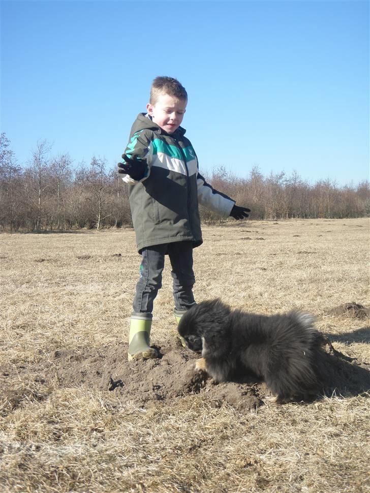 Pekingeser Holly billede 8