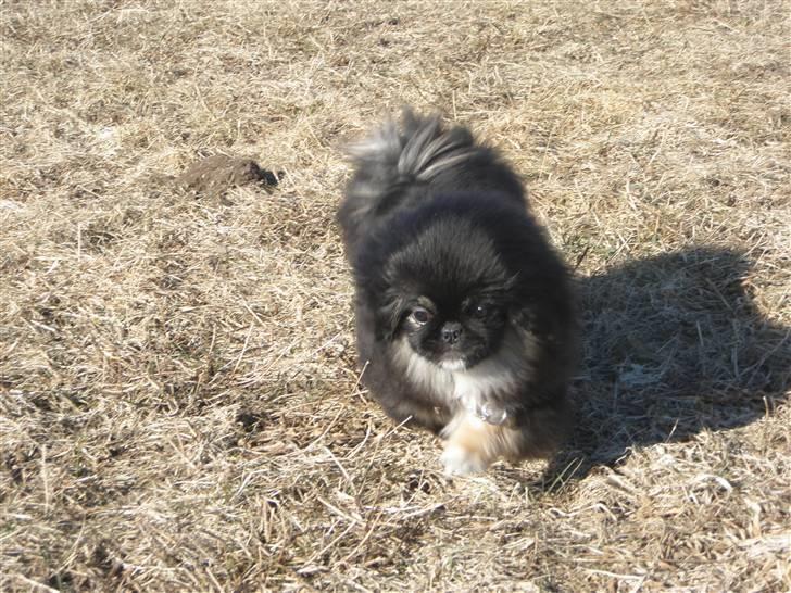 Pekingeser Holly billede 9
