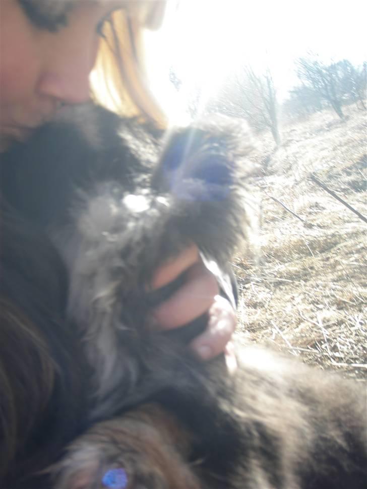 Pekingeser Holly billede 10