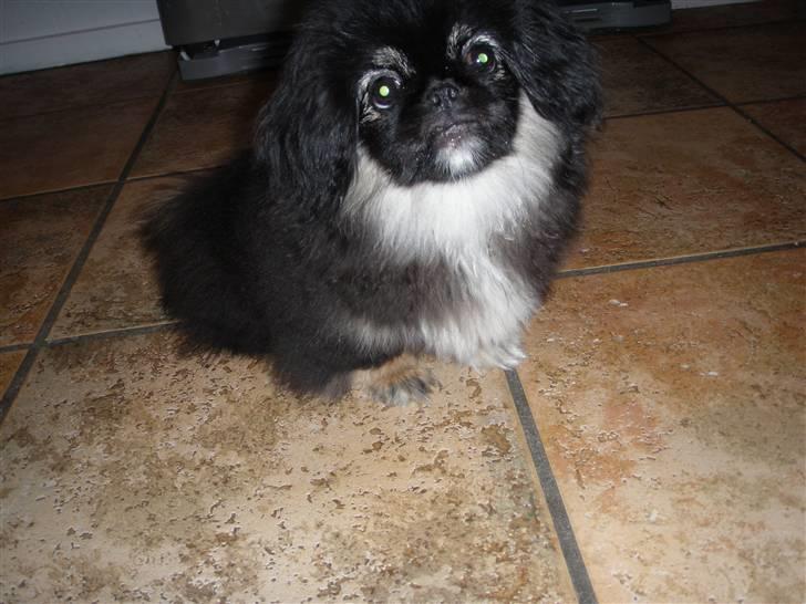 Pekingeser Holly billede 12