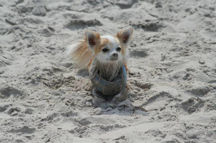 Chihuahua Tekken billede 17