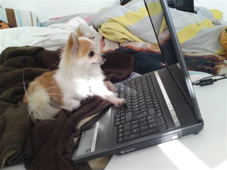 Chihuahua Tekken billede 18