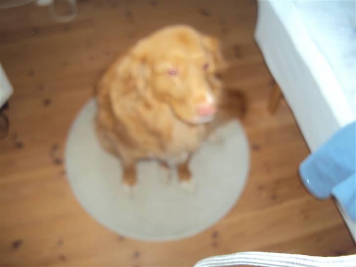 Nova scotia duck tolling retriever walter billede 4