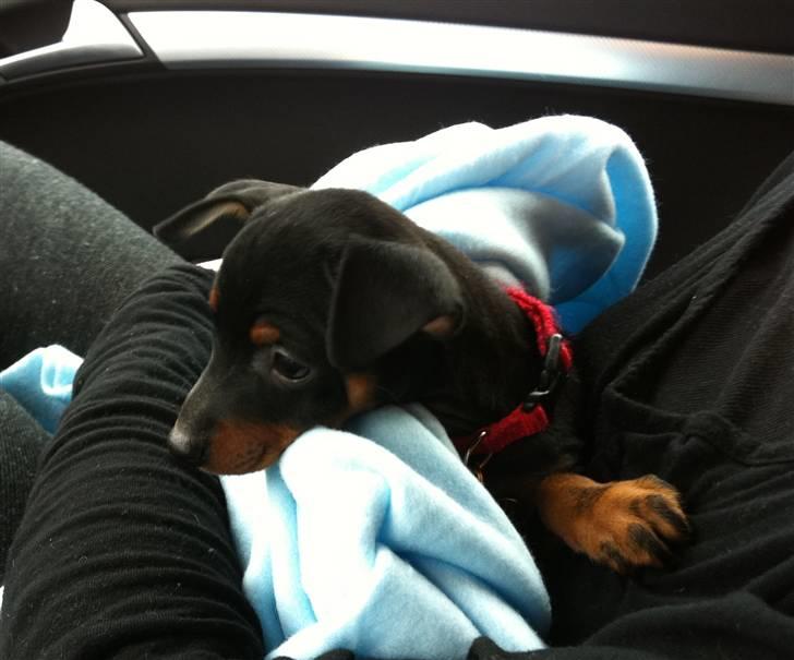 Dvaergpinscher Vedhauges O'Sally - Sally billede 4