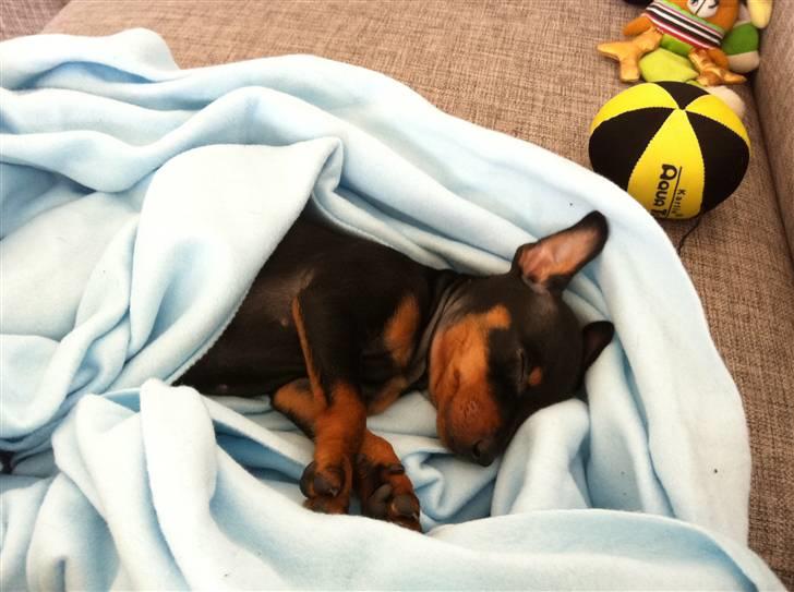 Dvaergpinscher Vedhauges O'Sally - Sally billede 5