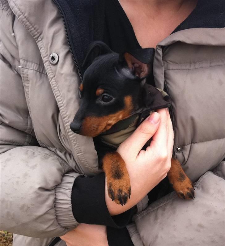 Dvaergpinscher Vedhauges O'Sally - Sally billede 6