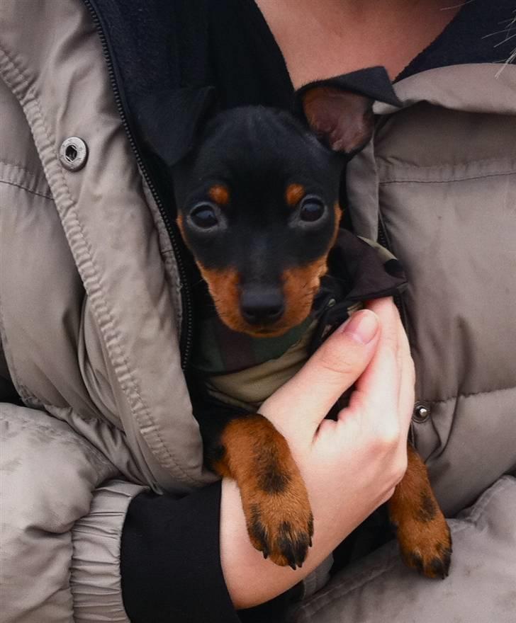 Dvaergpinscher Vedhauges O'Sally - Sally billede 7