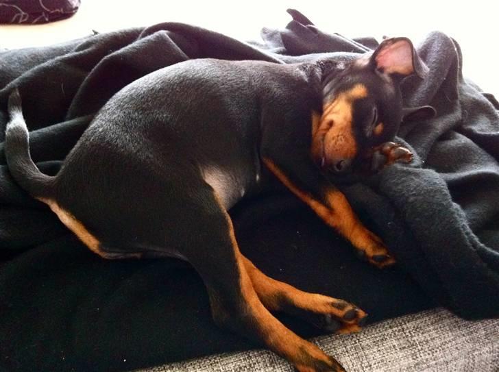 Dvaergpinscher Vedhauges O'Sally - Sally billede 8