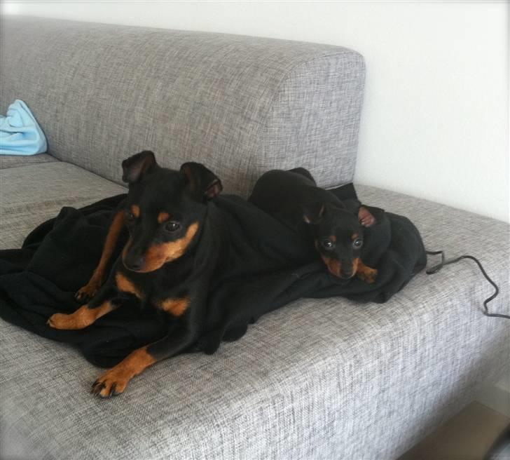 Dvaergpinscher Vedhauges O'Sally - Sally billede 9