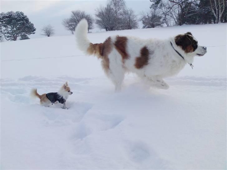 Chihuahua Tekken billede 19