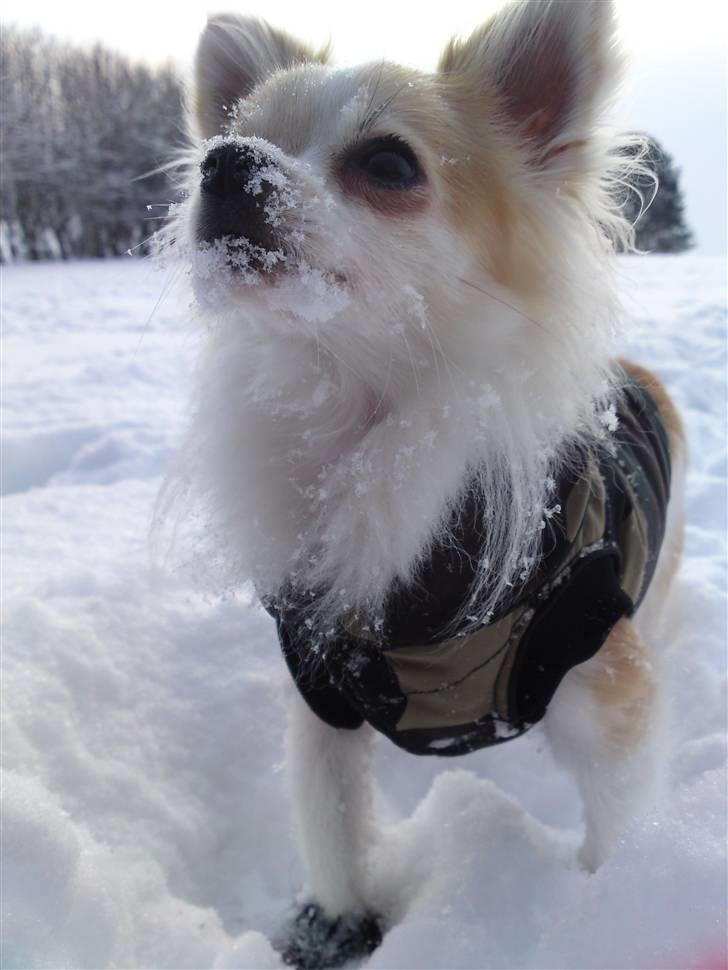 Chihuahua Tekken billede 20