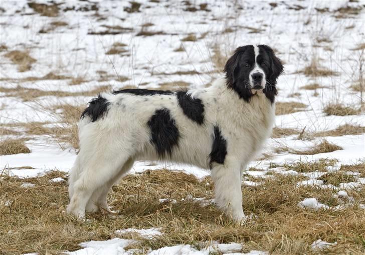 Landseer Nana billede 9