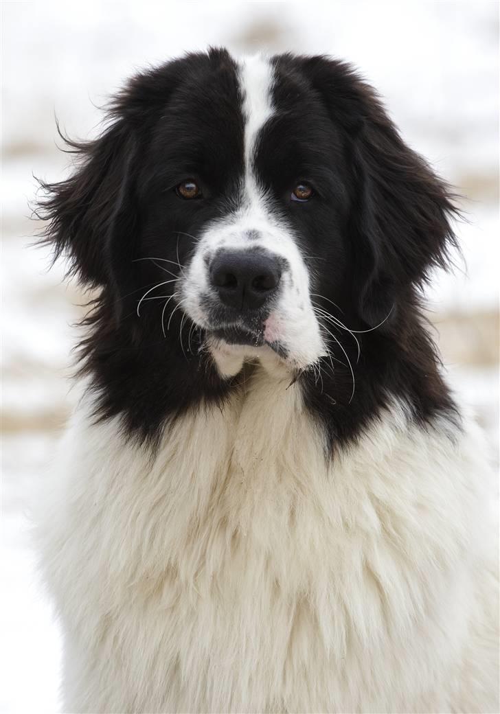 Landseer Nana billede 10