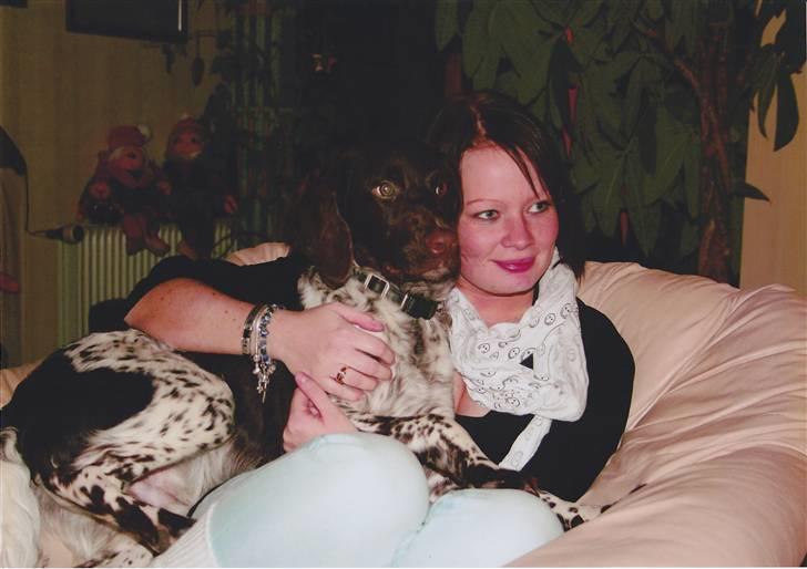 Kleiner münsterländer Sanji - Her hygger vi i svigerforældrenes lænestol sidste jul.... billede 13