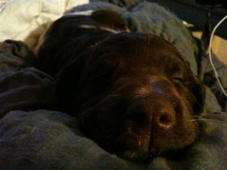 Kleiner münsterländer Sanji - Min lille muldvappe :) billede 14