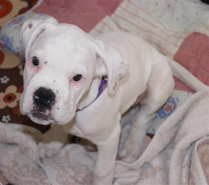 Boxer Kida  - Vores dejlige Kida (10 uger) billede 1