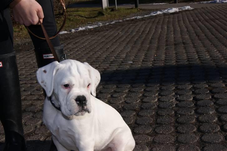 Boxer Kida  - 10 uger - På vej hjem fra Jylland billede 2